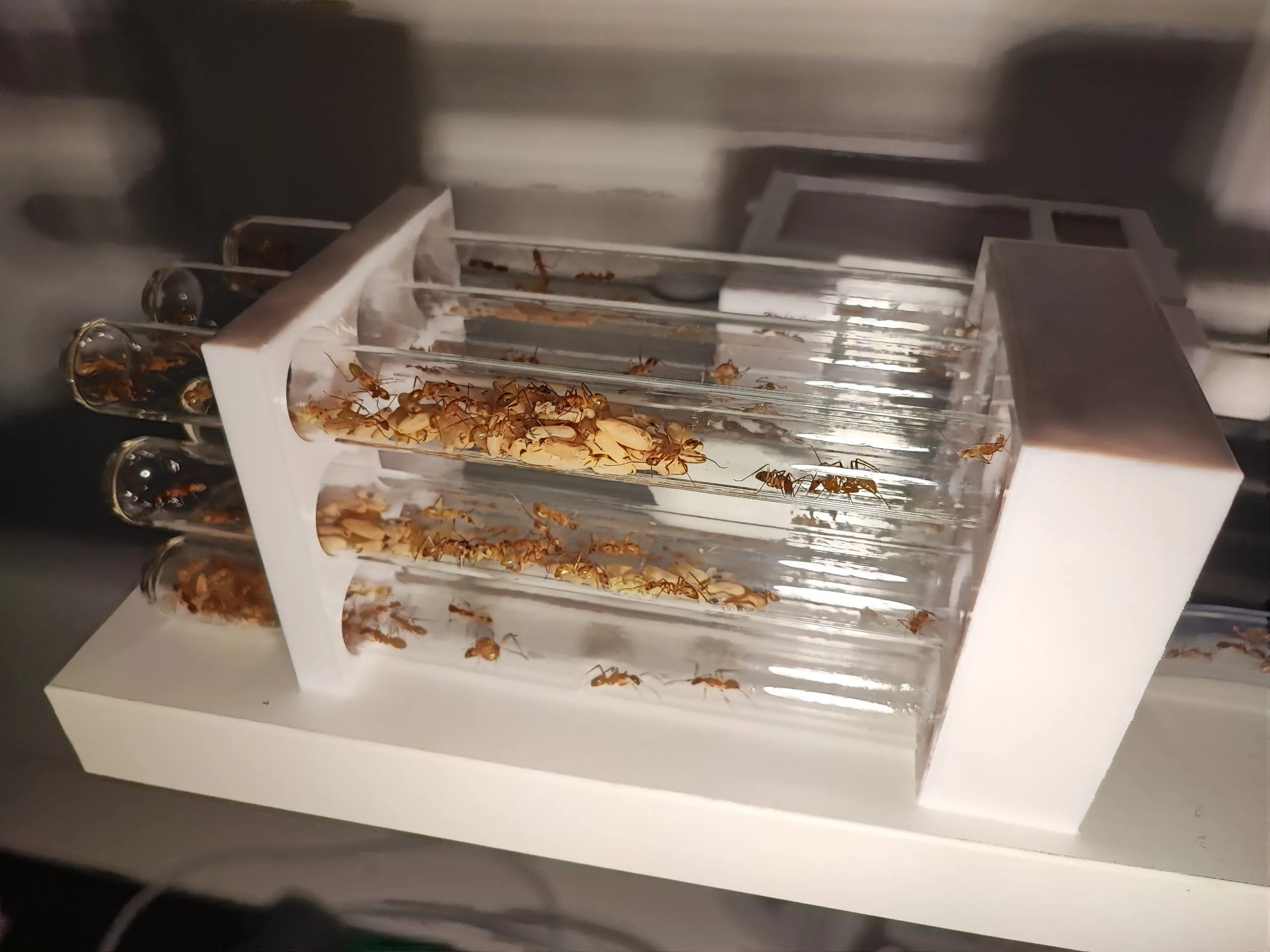 Kit de démarrage pour fourmis – Tout-en-un, prêt à installer – Image 11