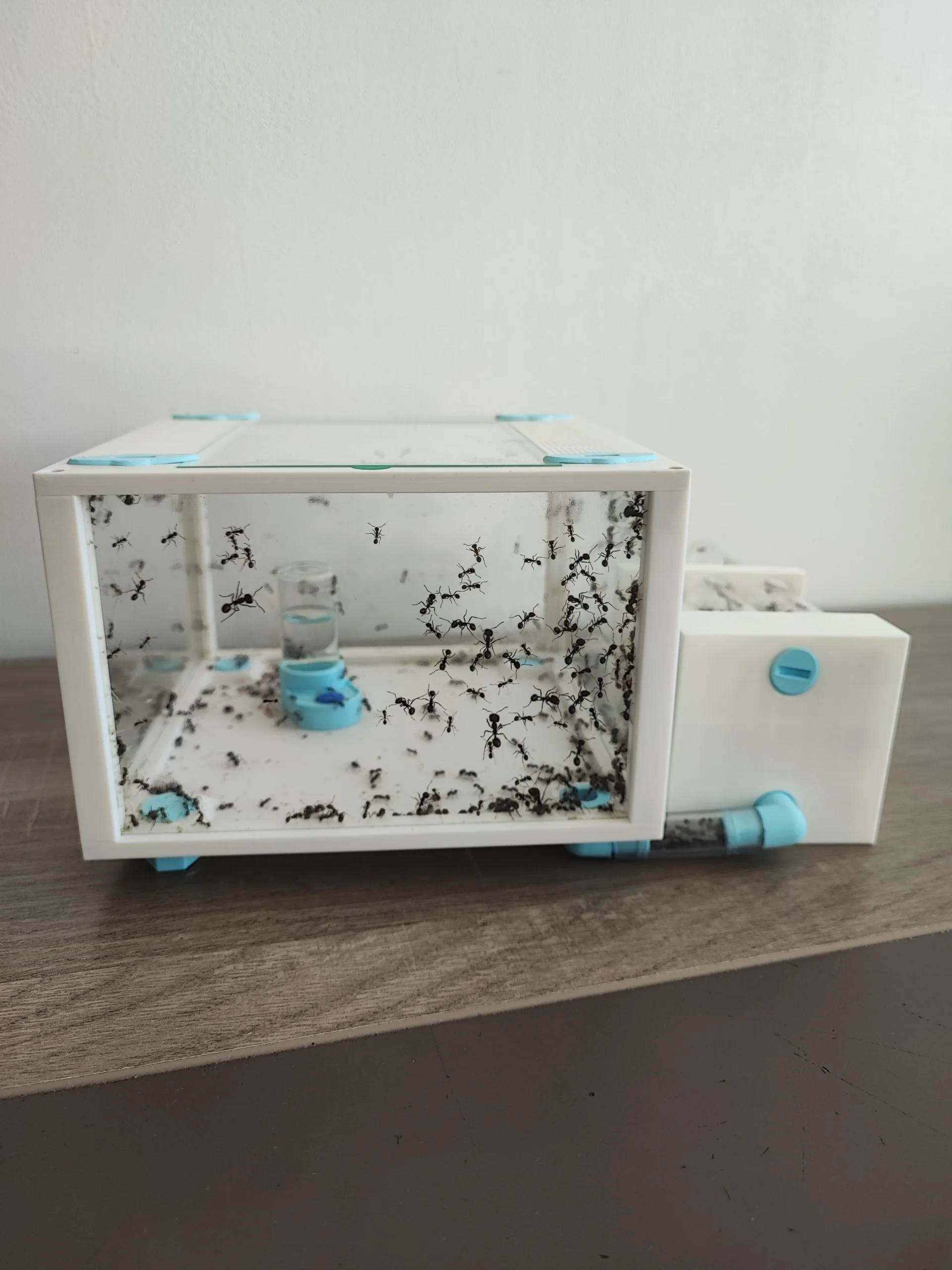 Aire de chasse pour fourmis en verre véritable – face avant avec abreuvoir et fourmis visibles.
