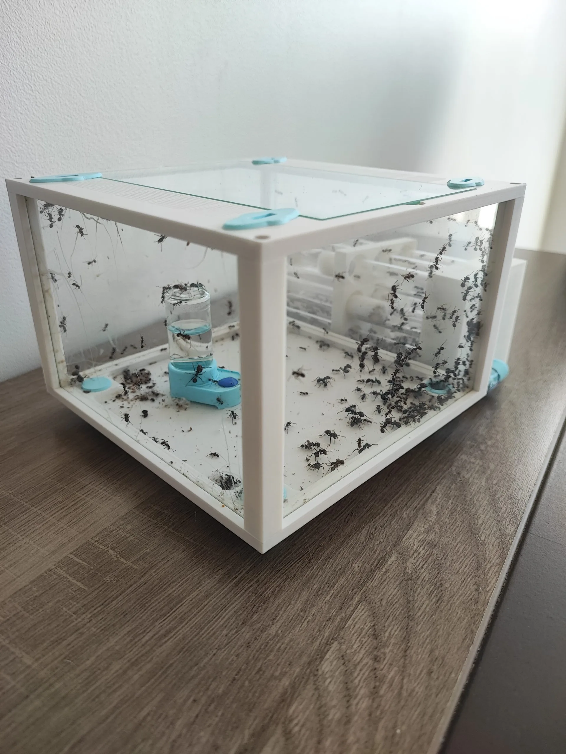 Aire de chasse pour fourmis en impression 3D – vue en perspective avec colonie explorant le module.