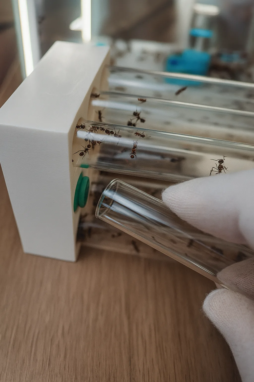 Fourmis explorant les tubes en verre d’un nid modulaire 3D blanc avec raccord vert – Le Coin des Fourmis